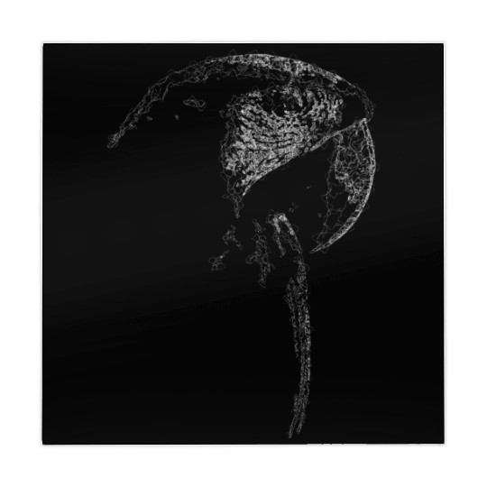 Macaw Lines Art Mahjong Mats