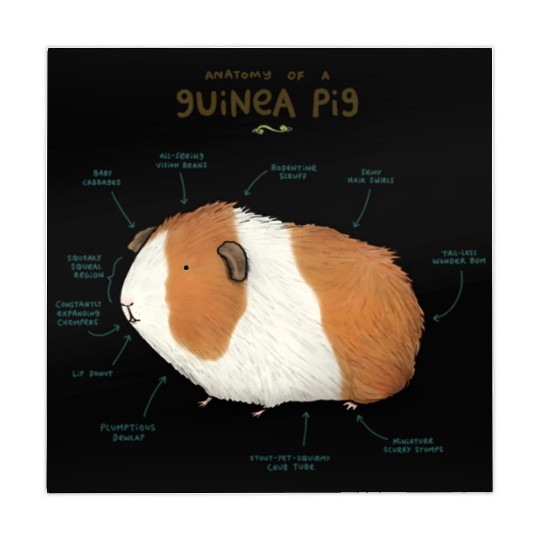 Anatomy of a Guinea Pig Mahjong Mats