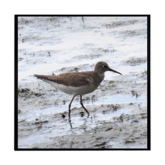 Sandpiper walking along the shore Mahjong Mats