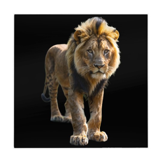 The wild lion, king of the jungle Mahjong Mats