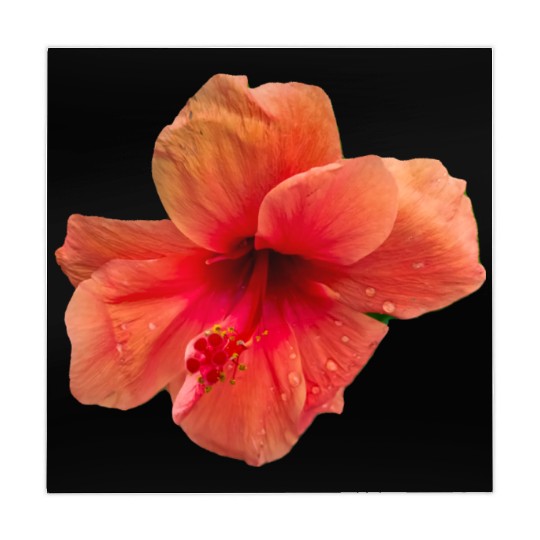 Orange colour hibiscus flower Mahjong Mats