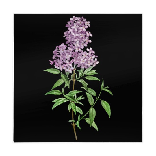 Lavender Bloom Botanical Illustration Mahjong Mats