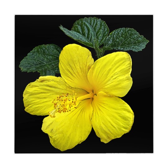 One Yellow Hibiscus Mahjong Mats