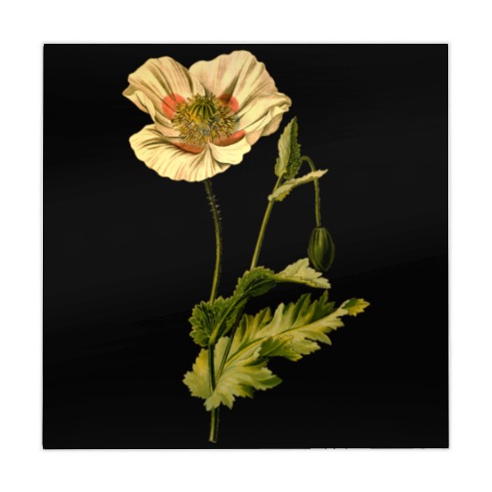 Opium poppy (detailed) Mahjong Mats