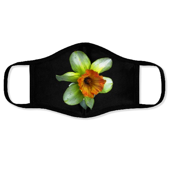 Blooming spring daffodil Face Masks