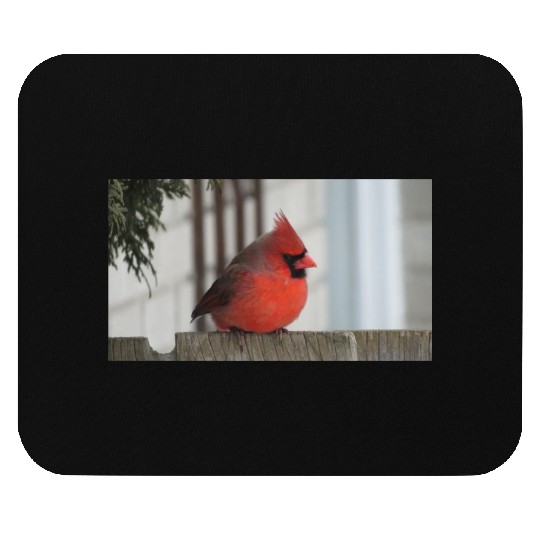 Brilliant Cardinal Bird 2 Mouse Pads