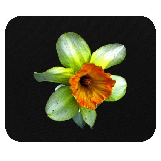 Blooming spring daffodil Mouse Pads