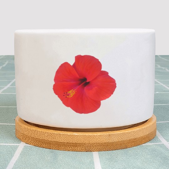 red hibiscus Plant Pots