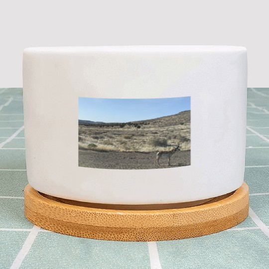 Antelope near Grand Canyon West Plant Pots