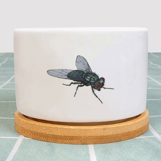 Fly Common House Fly Insect Plant Pots