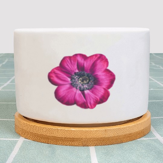 flower Violet Majesty Plant Pots