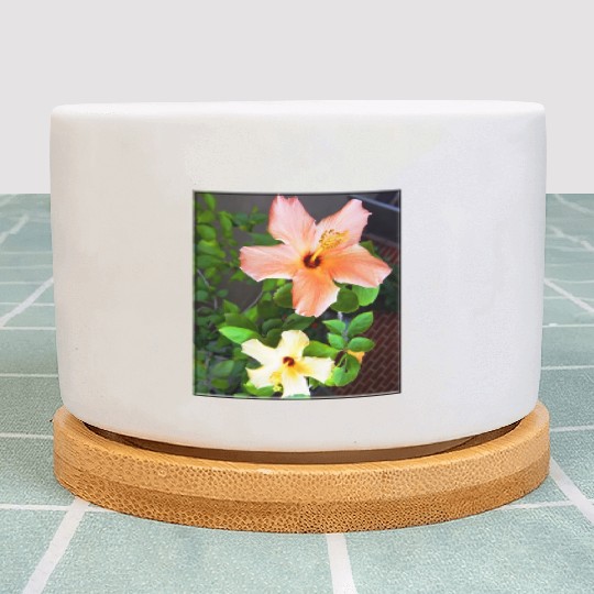 Hibiscus 4 Plant Pots