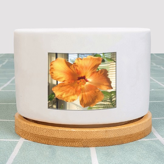 Hibiscus 3 Plant Pots