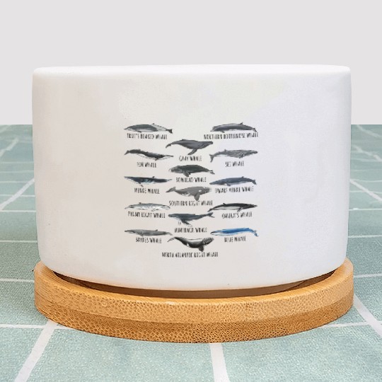 Different Whale Species Biology Types Of Whales Plant Pots