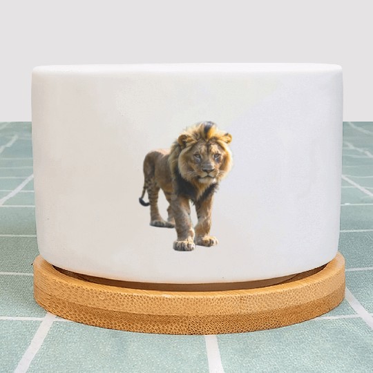 The wild lion, king of the jungle Plant Pots
