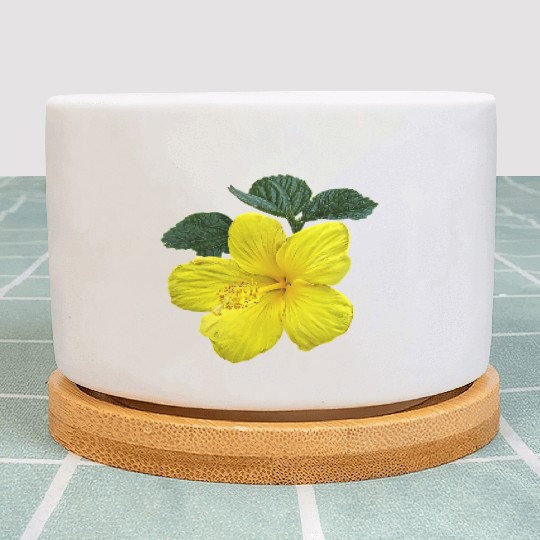 One Yellow Hibiscus Plant Pots