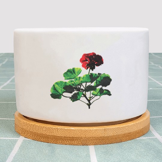 Backlit Red Geranium Plant Pots