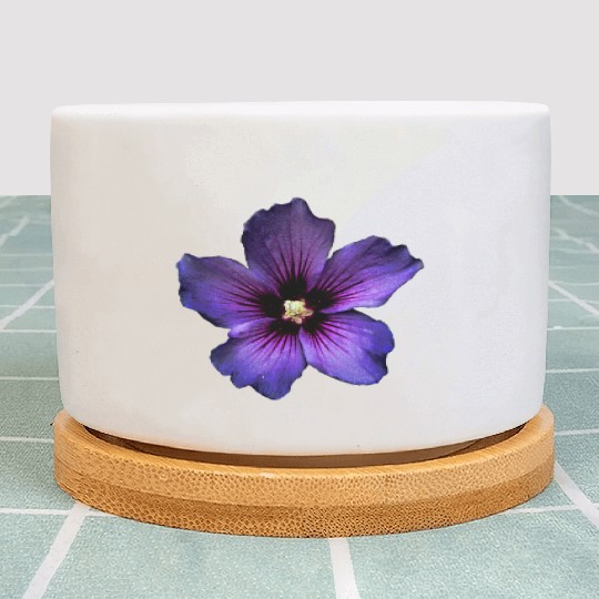 blue hibiscus Plant Pots