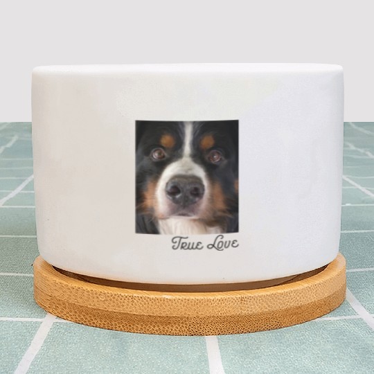 Bernese Mountain Dog Plant Pots
