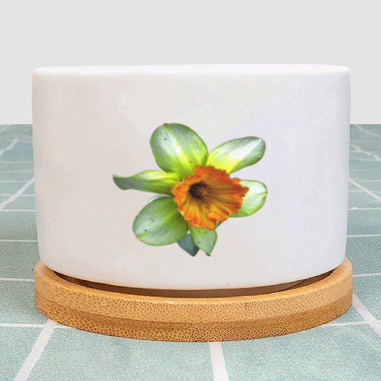 Blooming spring daffodil Plant Pots