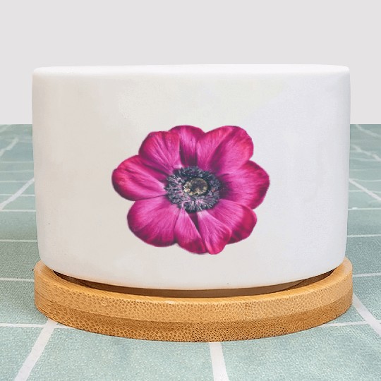 flower Violet Majesty Plant Pots