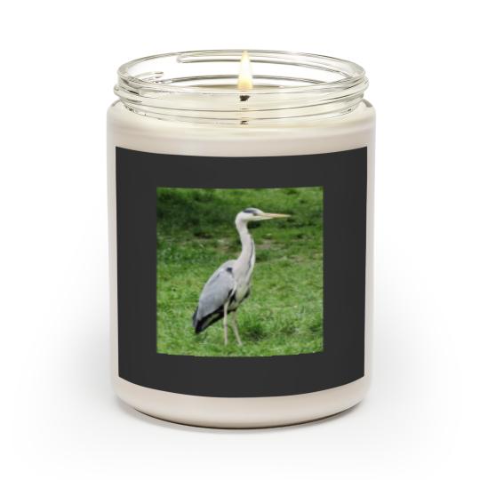 Grey Heron Scented Candles