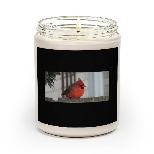 Brilliant Cardinal Bird 2 Scented Candles