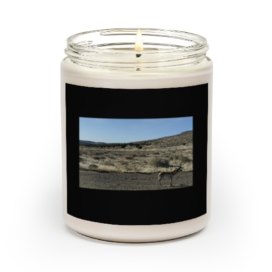Antelope near Grand Canyon West Scented Candles