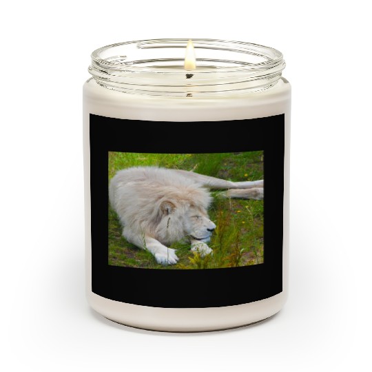 Slumbering Ivory King South African White Lion Scented Candles