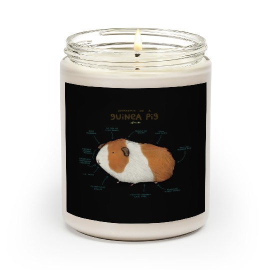 Anatomy of a Guinea Pig Scented Candles