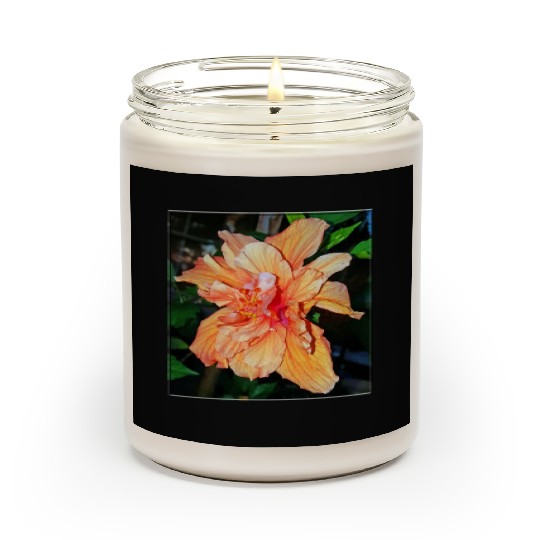 Hibiscus 1 Scented Candles