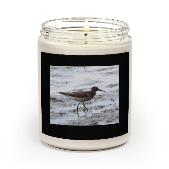 Sandpiper walking along the shore Scented Candles