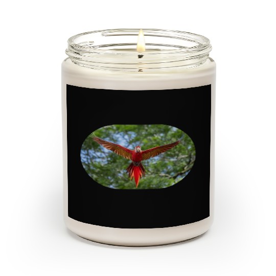 bird physiology 1 Scented Candles