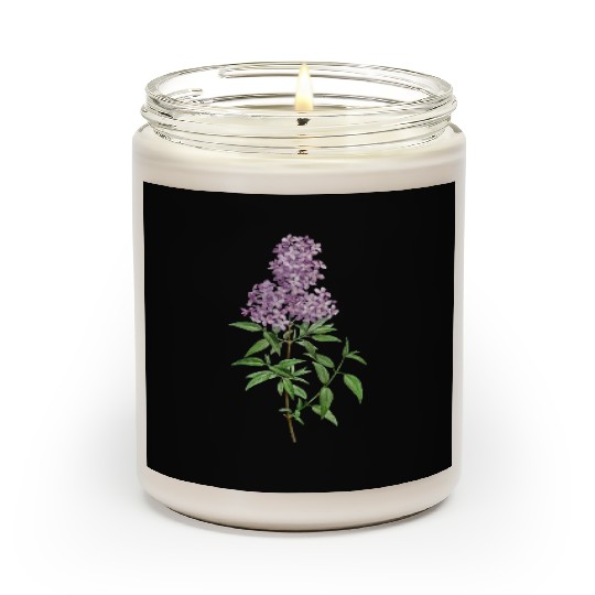 Lavender Bloom Botanical Illustration Scented Candles