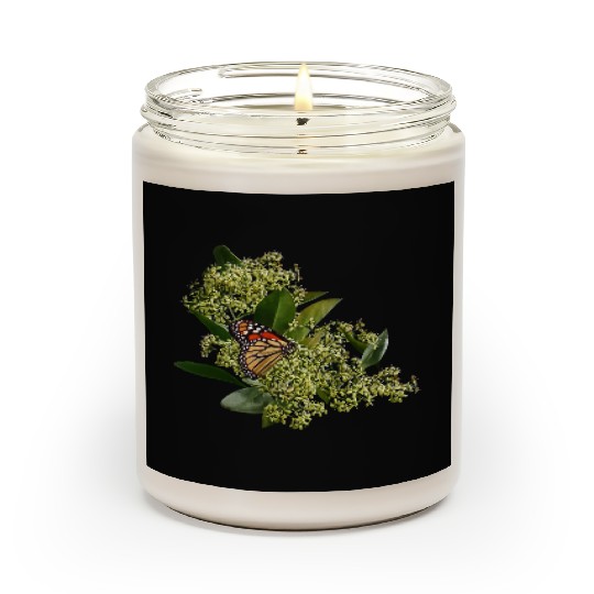 Monarch Butterfly on Euonymus Scented Candles