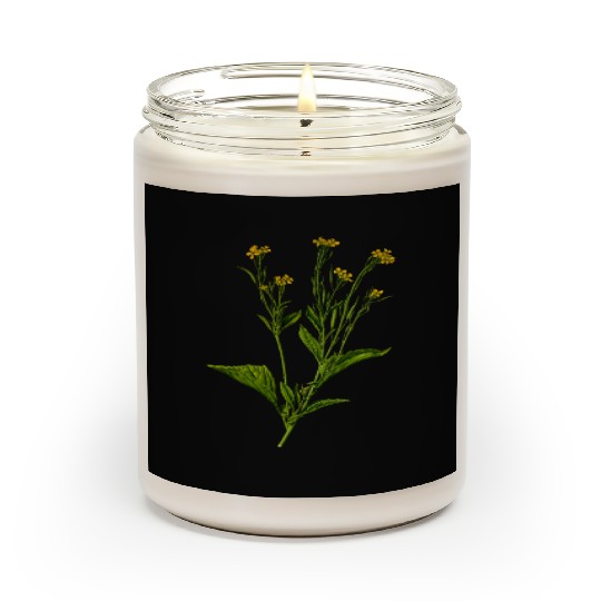 Mustard greens (detailed) Scented Candles
