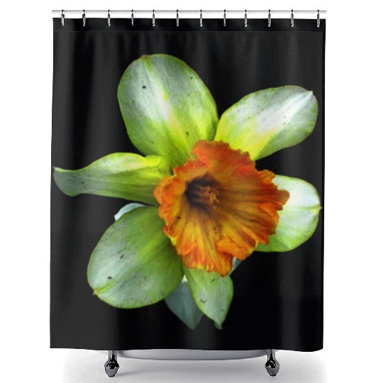 Blooming spring daffodil Shower Curtains
