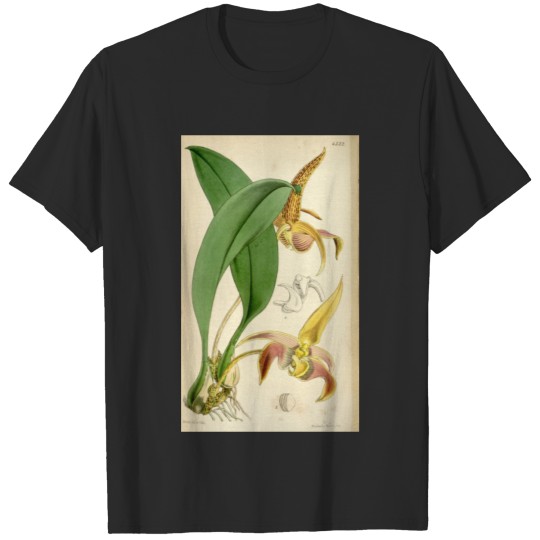 Discover Curtis's botanical magazine (Tab. 4532) ( T-shirt