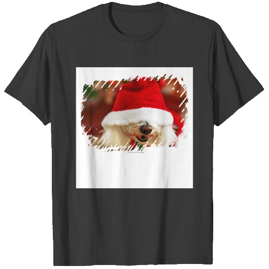 Bichon Frise puppy wearing Santa costume T-shirt