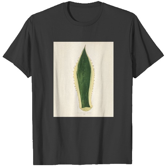 Sentry plant (Agave americana Variegata) engraved T-shirt