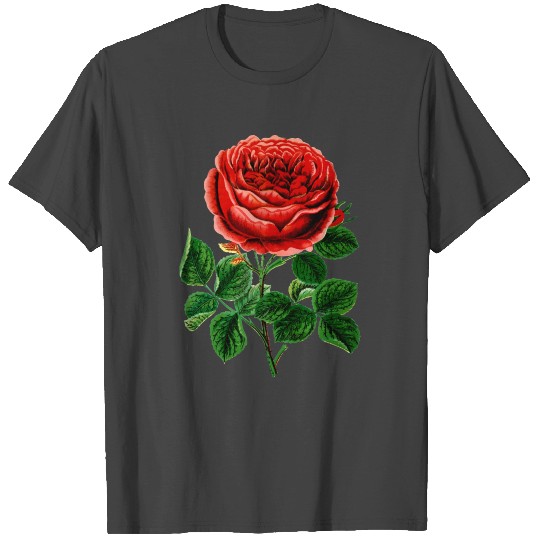 Rose Rosen Blumen Roses Flowers Garten Garden Spri T Shirts