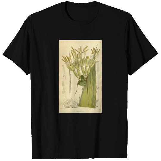 Agave haynaldii 139 8481 T Shirts
