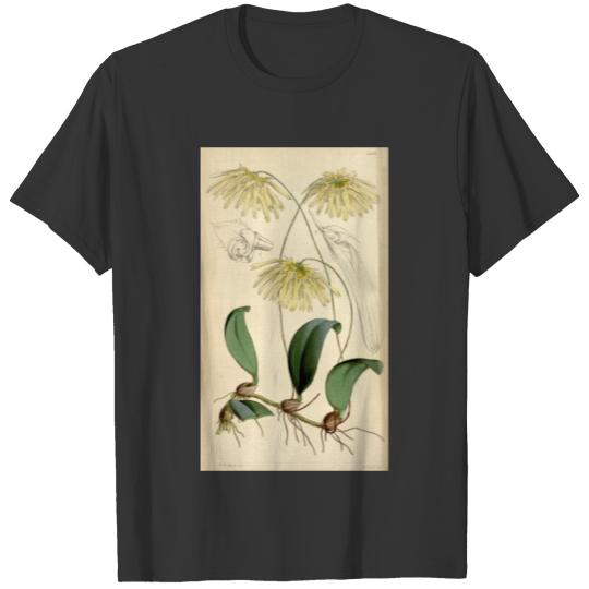 Bulbophyllum othonis (as Cirrhopetalum nutans) T-shirt