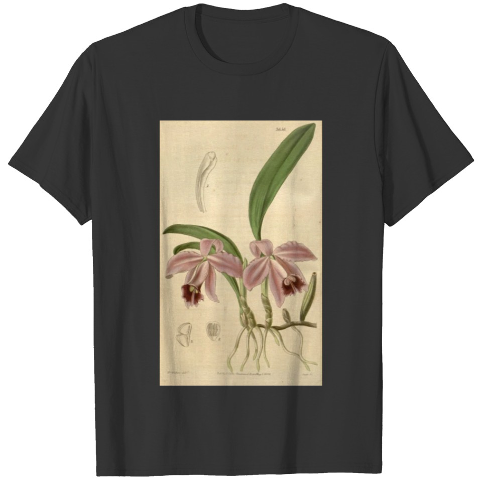 Curtis's botanical magazine (Plate 3656) ( T-shirt