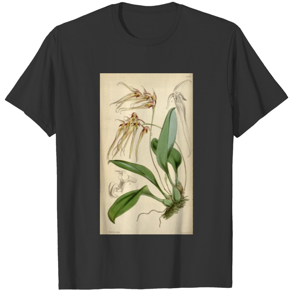 Cirrhopetalum macraei T-shirt