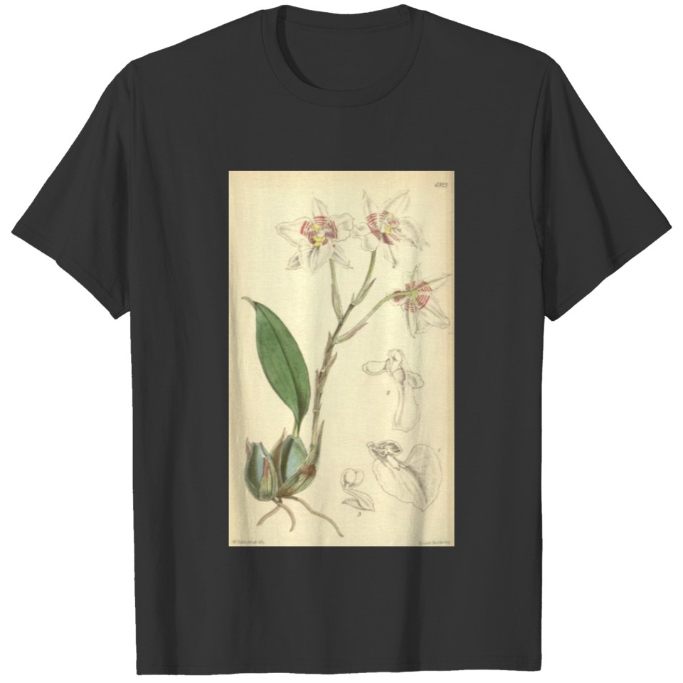 Rhynchostele cervantesii (as Odontoglossum T-shirt