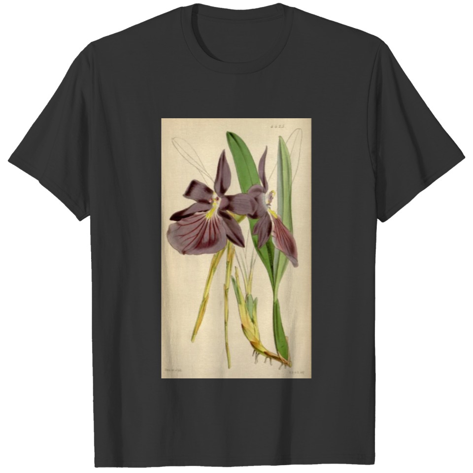 Miltonia spectabilis, var. purpureo violacea T-shirt