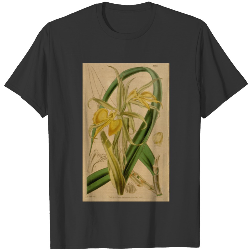 Curtis's botanical magazine (Plate 3778) ( T-shirt