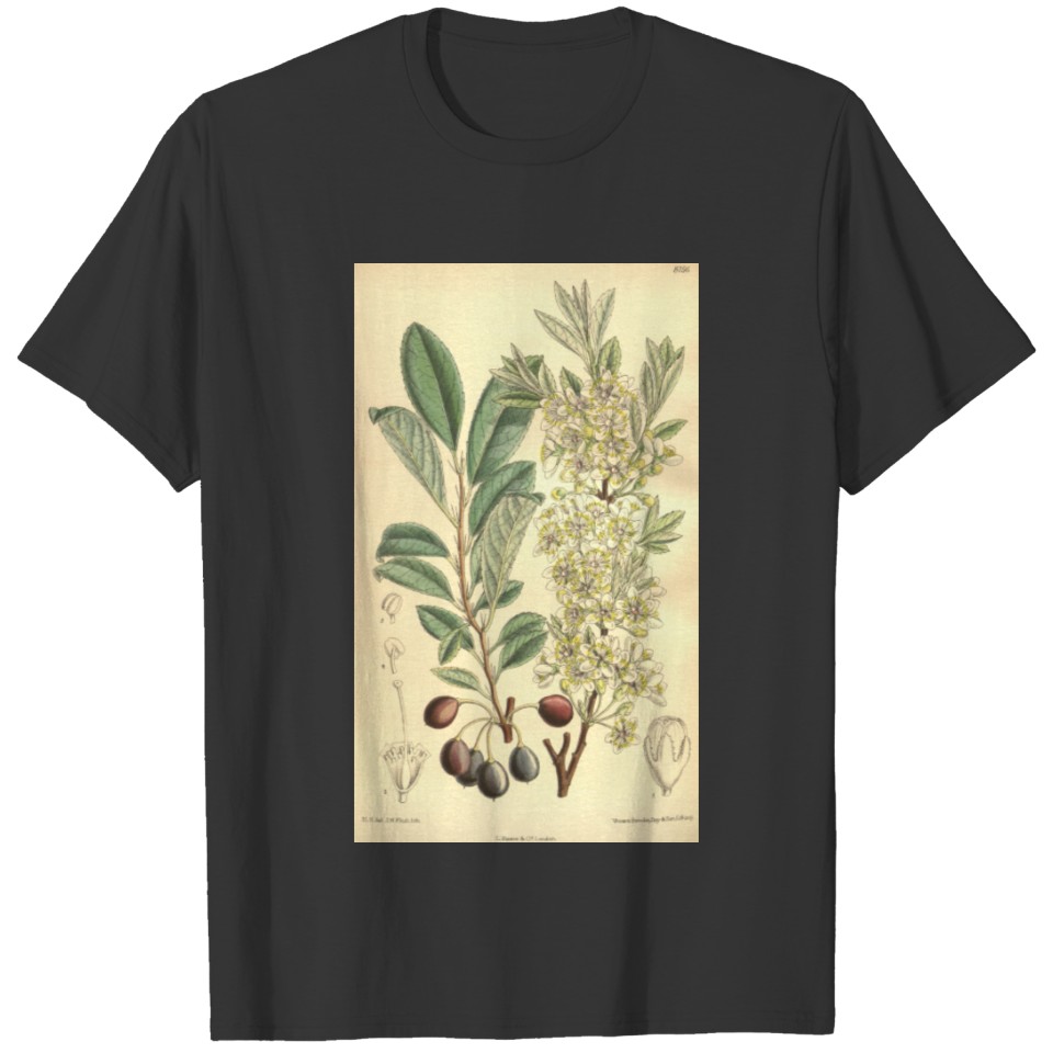 Curtis's botanical magazine (Tab. 8156) ( T-shirt