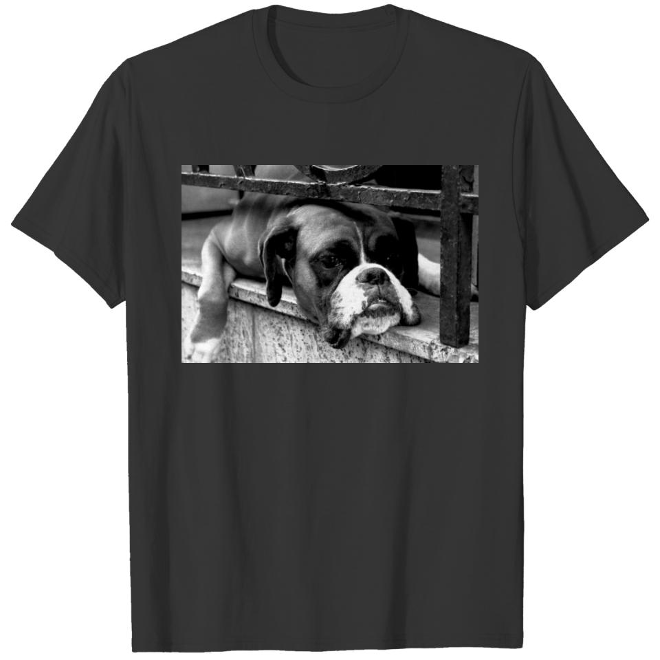 Boxer Dog On Windowsill Womens cn T-shirt